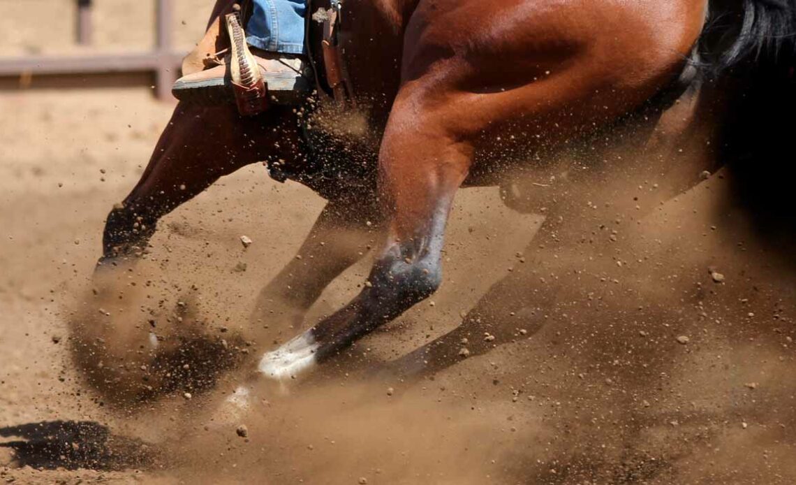 Cavalo em ação intensa no manejo do gado