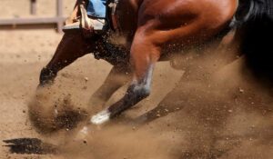 Cavalo em ação intensa no manejo do gado