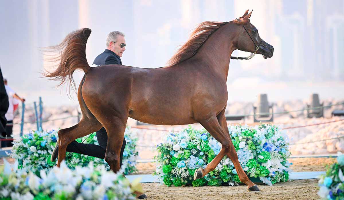 Shahbrys HVP, de criação do HVP Arabians, obteve nota recorde de 93.8 na exposição de Psaiahf em Riyadh na Arábia Saudita