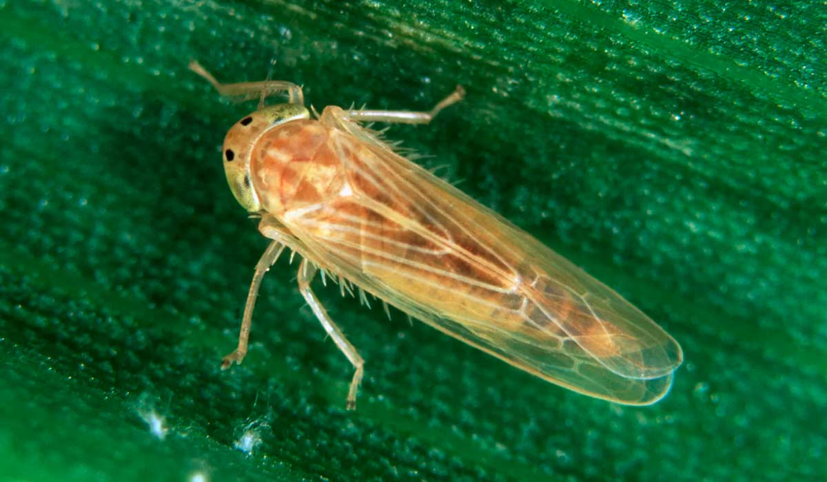 Cigarrinha do milho (Dalbulus maidis)