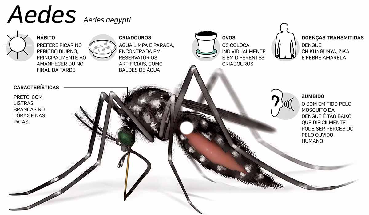 Aedes aegypti