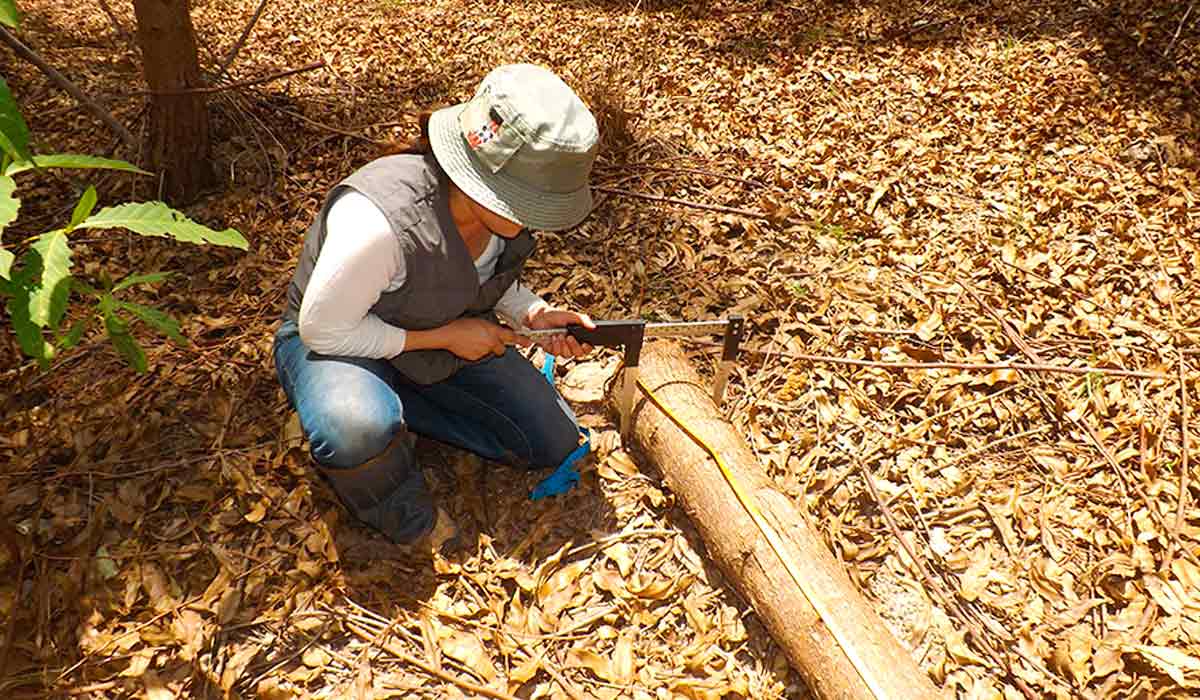 Pesquisado em trabalho de campo no talhão de eucalipto - Foto: Fabiana Piontekowski Ribeiro