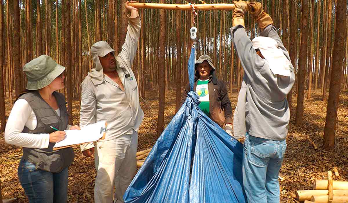 Equipe pesando a biomassa produzida - Foto: Fabiana Piontekowski Ribeiro