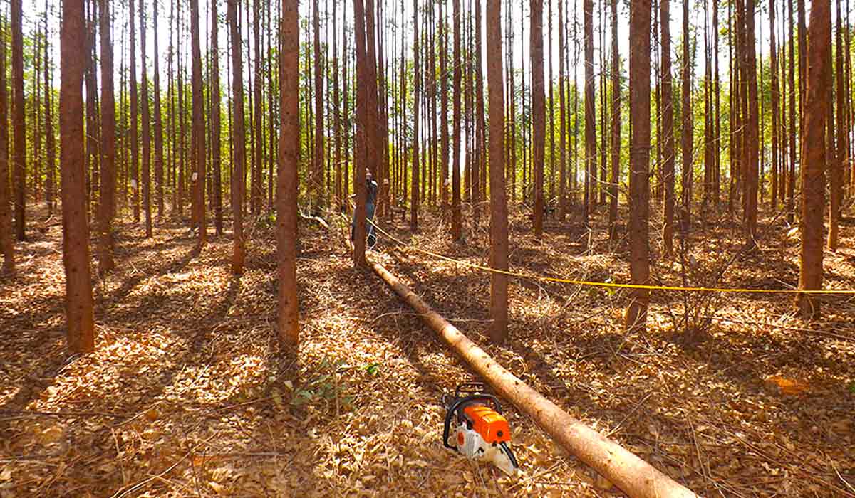 As árvores, tanto naturais como plantadas, podem atuar como drenos de carbono, pois fixam grande quantidade de carbono pelo processo da fotossíntese e o alocam na biomassa da parte aérea (tronco e copa), nas raízes e na adição de resíduos orgânicos ao solo - Foto: Fabiana Piontekowski Ribeiro