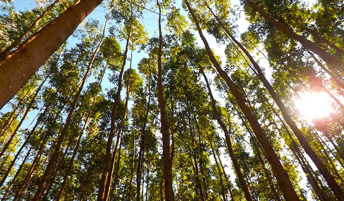 Espécie é capaz de armazenar grandes quantidades de carbono na parte aérea e no solo - Foto: Fabiana Piontekowski Ribeiro