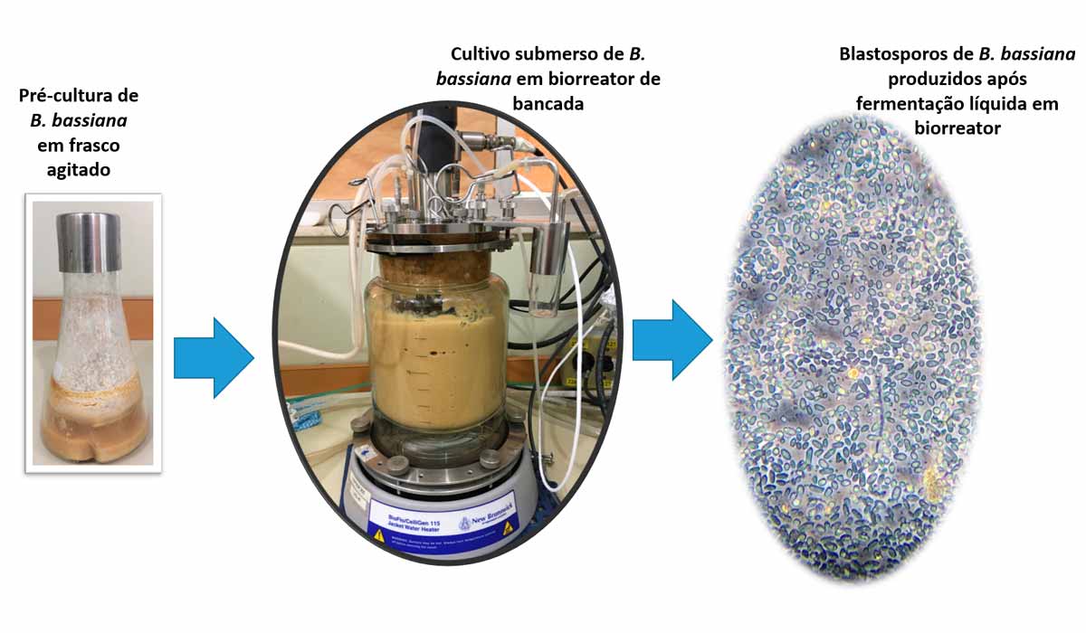 O processo que ajusta pressão osmótica no cultivo dos blastosporos do fungo Beauveria bassiana - Foto: Gabriel Mascarin