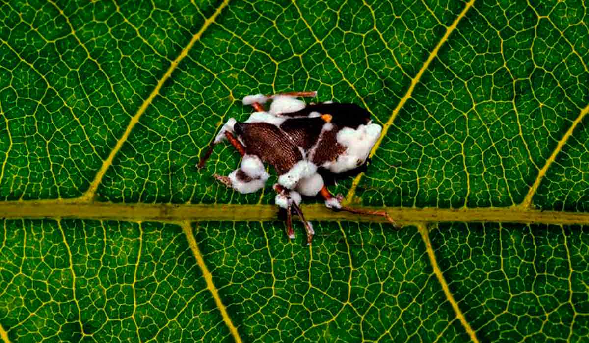 O microrganismo Beauveria bassiana está entre as espécies de fungos entomopatogênicos mais estudadas e comercializadas na agricultura, visto o seu potencial para o controle biológico de pragas