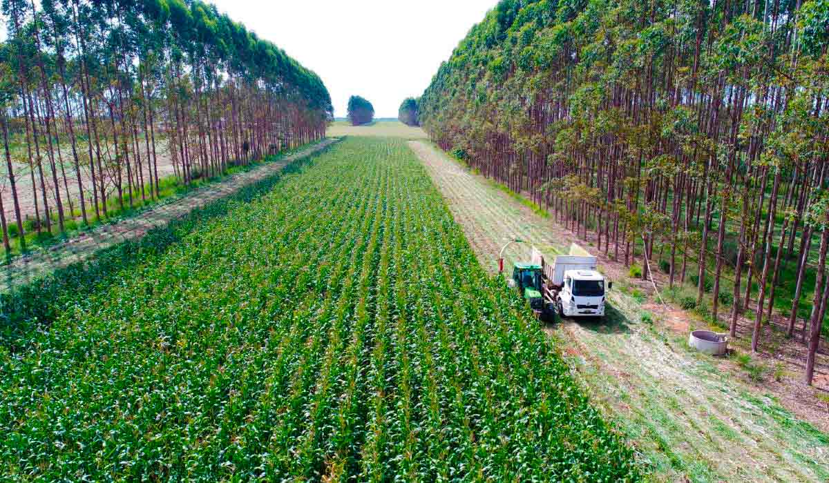 Processos de conversão devem ocorrer com técnicas e práticas que favoreçam a sustentabilidade, como sistemas de integração lavoura-pecuária-floresta - Foto: Gabriel Faria