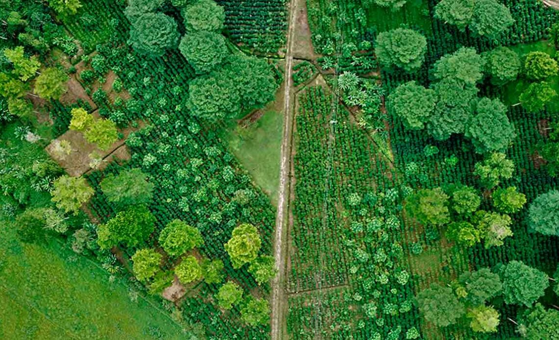 Área regenerada com produção agrícola diversificada