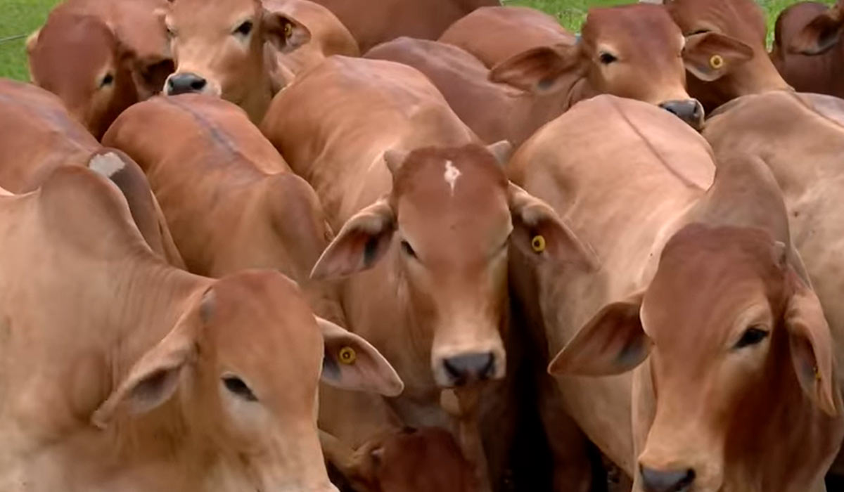 Animais sindinel em avaliação