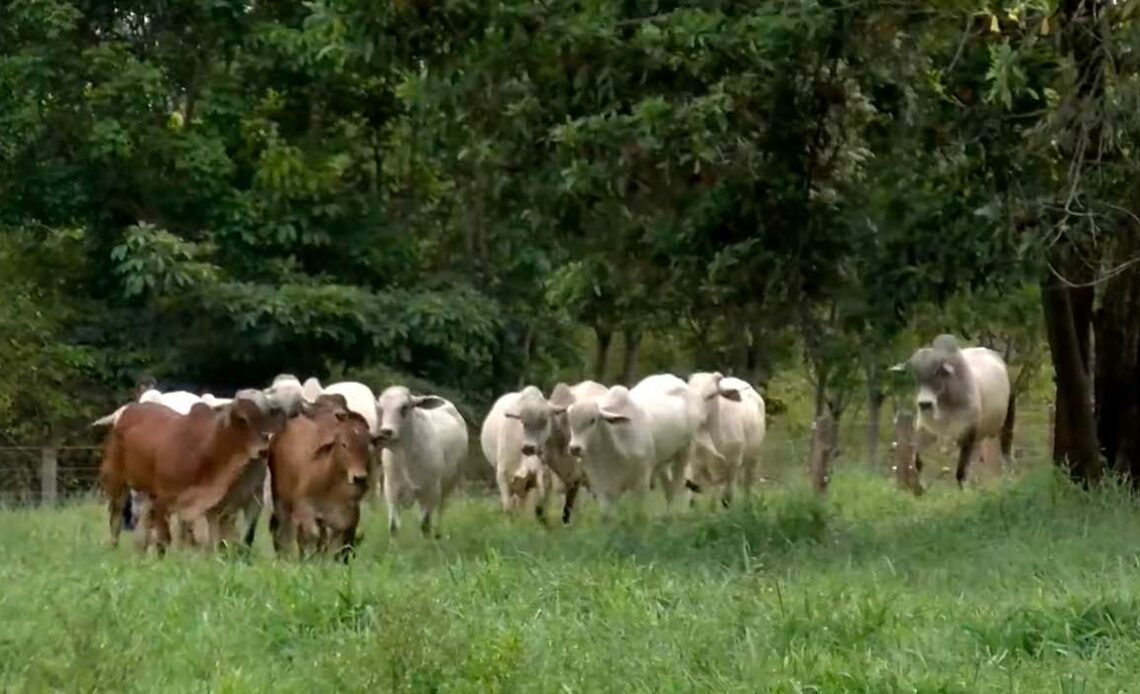 Animais do estudo em sistema ILPF