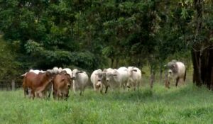 Animais do estudo em sistema ILPF