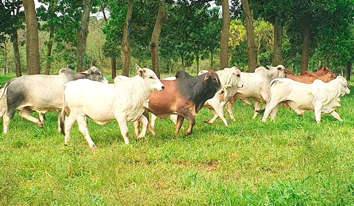 Animais em sistema ILPF - Foto: Giovana Maciel