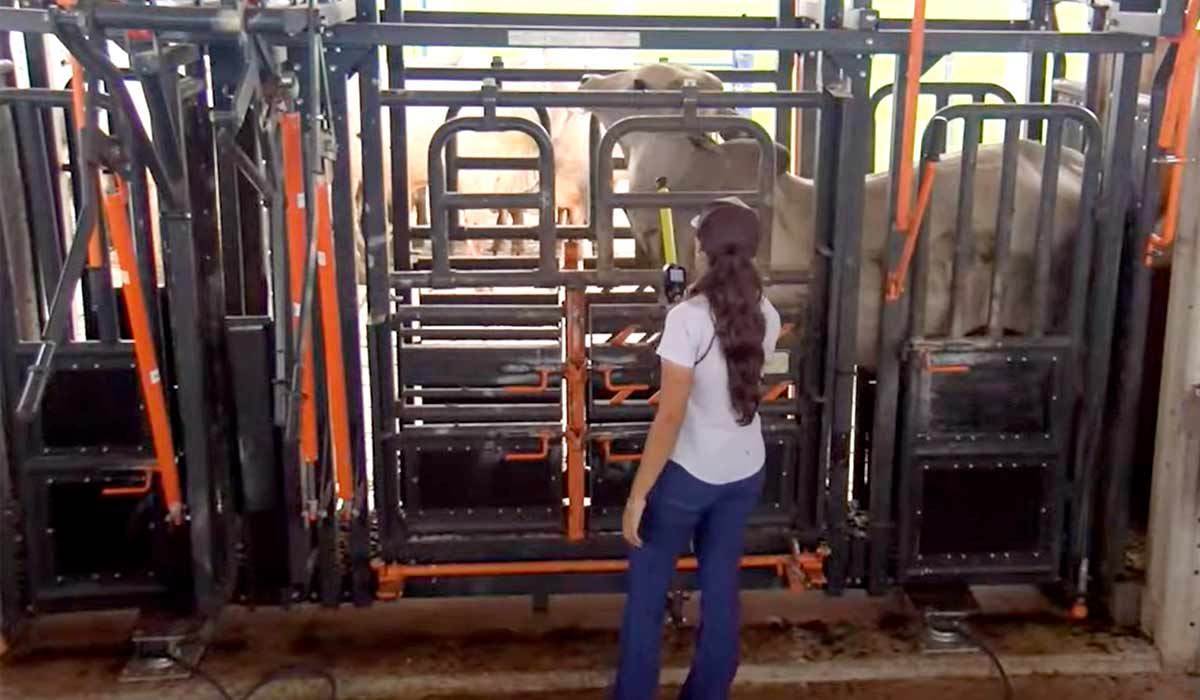 Animais da Fazenda Experimental Orestes Prata Tibery Jr. sendo pesados