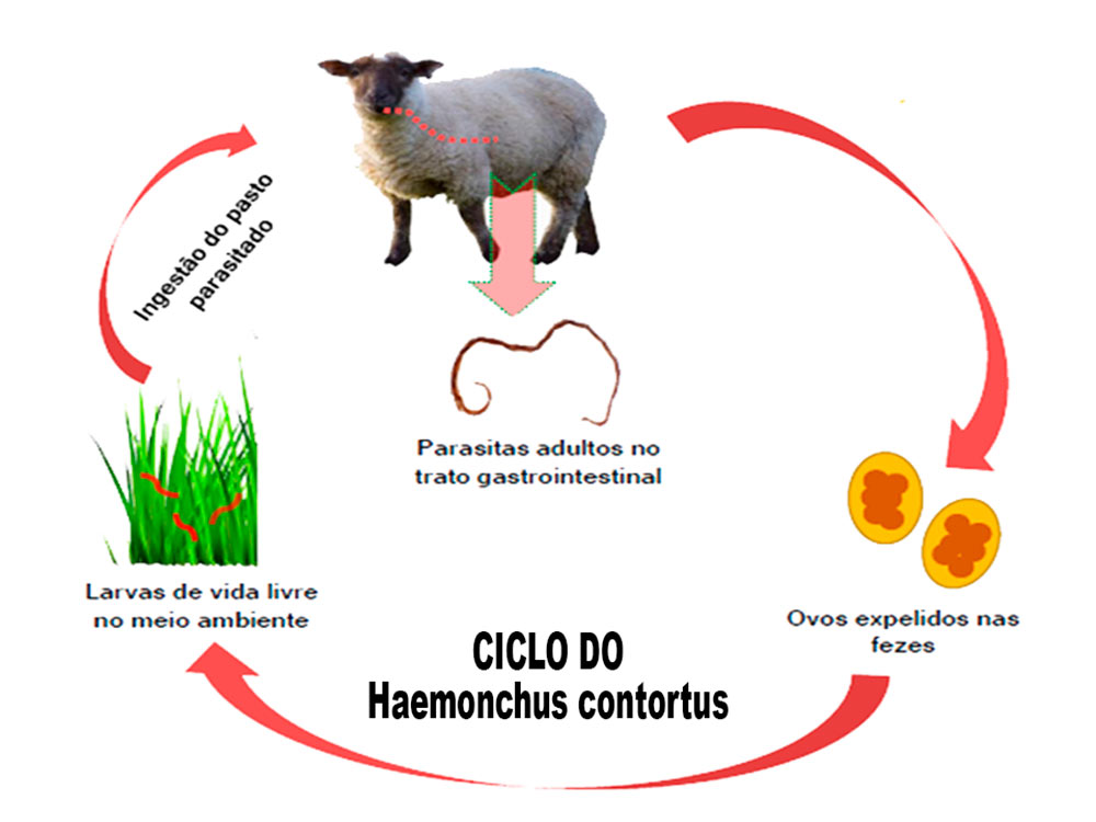 Ciclo do Haemunchus contortus