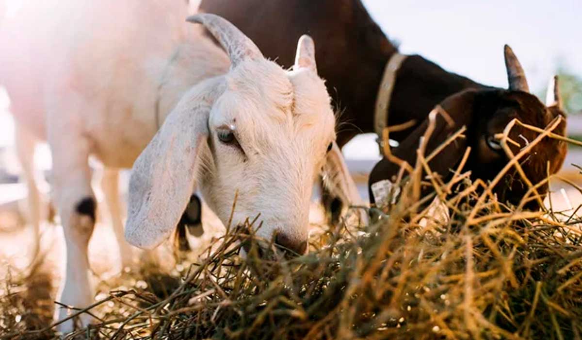 Cabras se alimentando