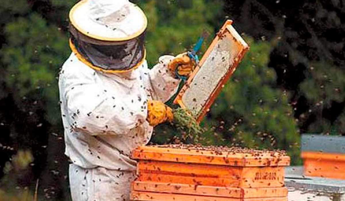 Programa Terra Boa incentiva a apicultura