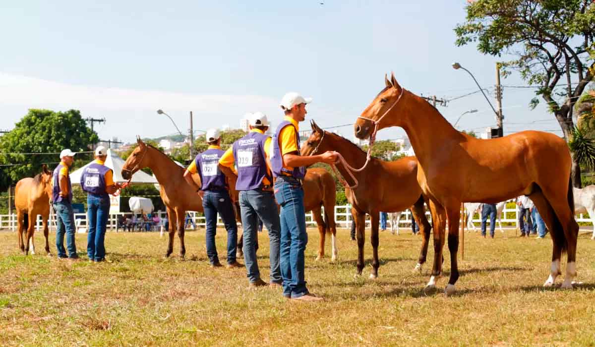 Animais na pista de julgamento