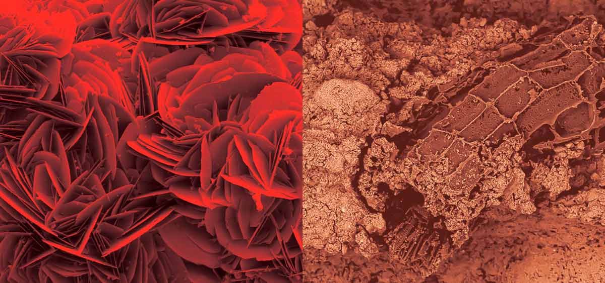 Hematita (à esq.), mineral responsável pela cor vermelha dos solos, com restos de raízes (à dir.). Ampliações de 100 e 300 vezes, por microscopia eletrônica de varredura - Foto: Marjorie Schulz/USGS