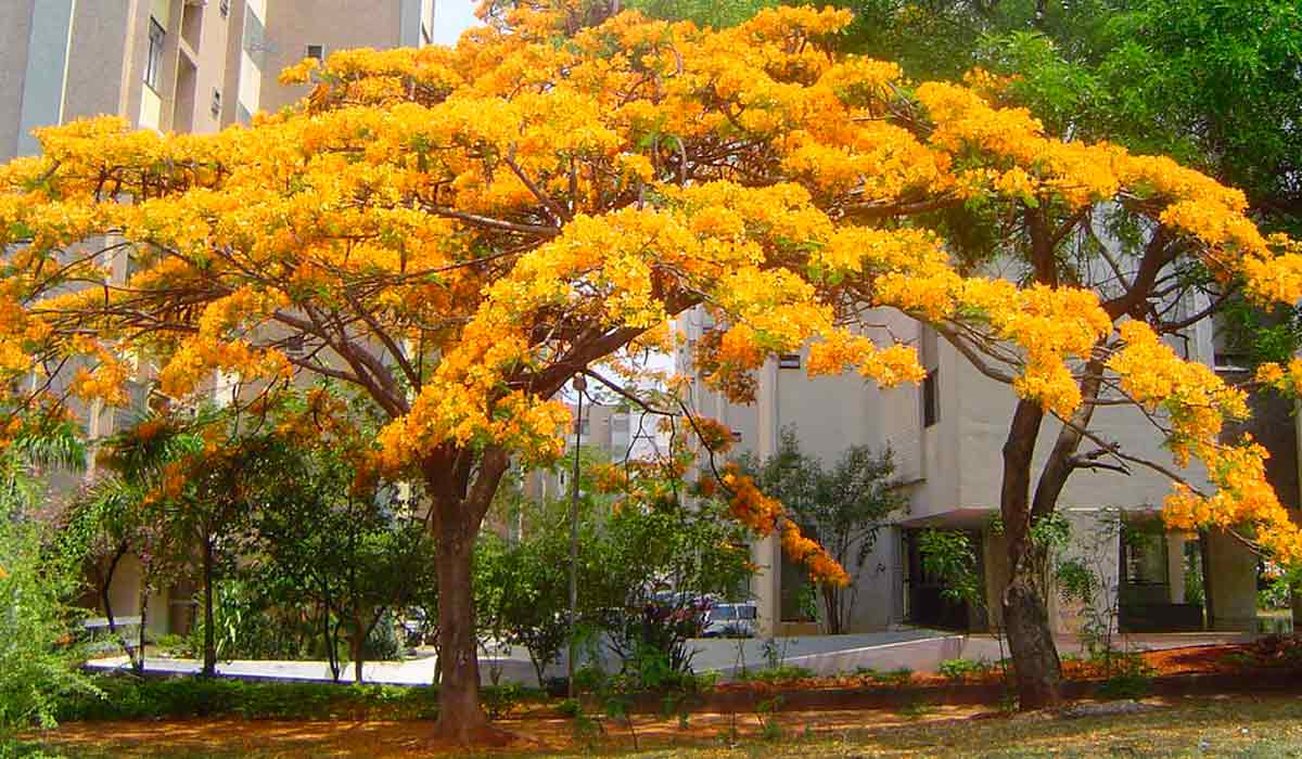 Falmboyant amarelo - variedade Flavida