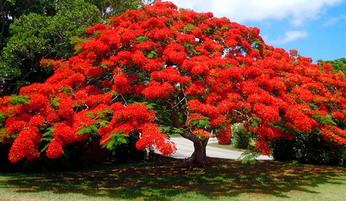 Flamboyant (Delonix regia)