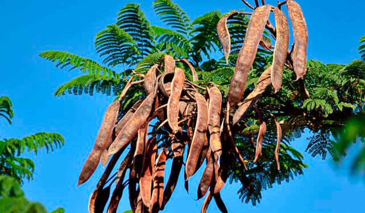 Frutos vagens maduros ainda nos galhos