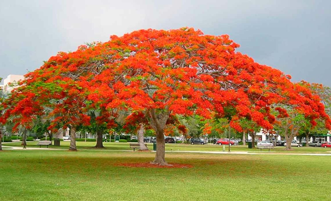 Flamboyant (Delonix regia)