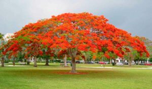 Flamboyant (Delonix regia)