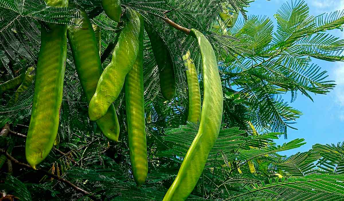 Frutos vagens verdes