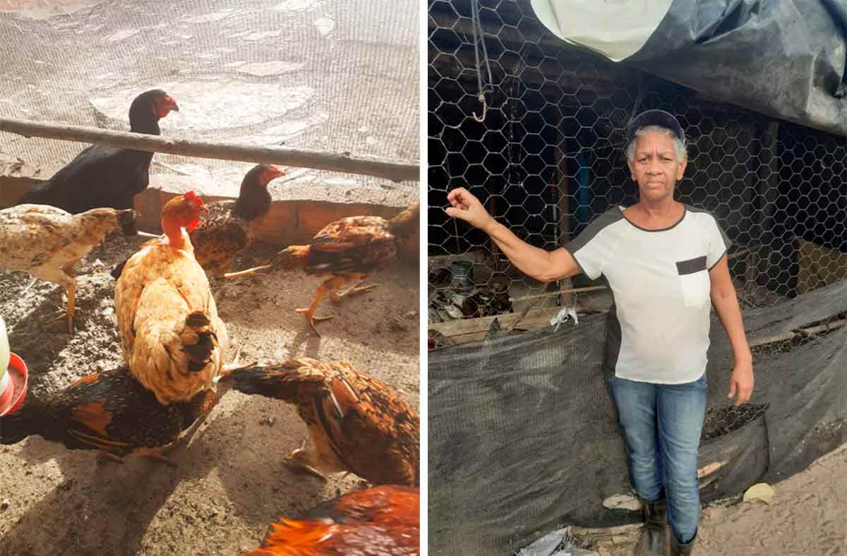 Rosemary Alves investiu na avicultura