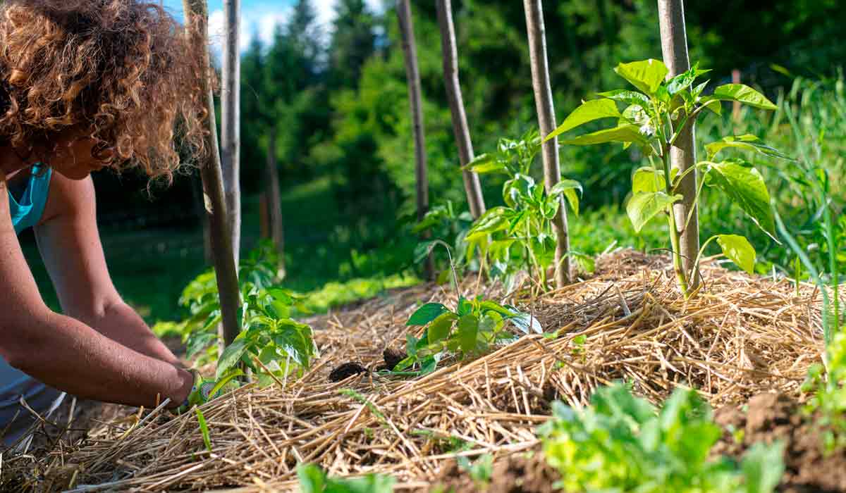 Técnicas de cultivo como proteção do solo com cobertura morta para enfrentar as adversidades climáticas