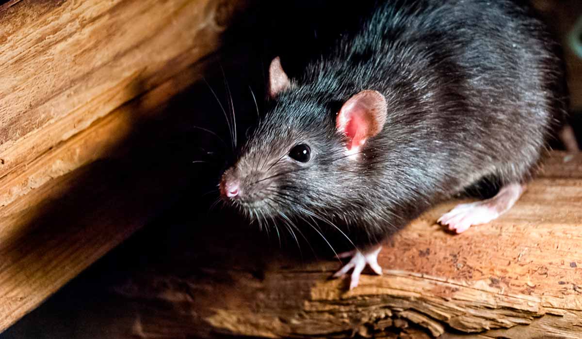 Rato de telhado ou rato preto (Rattus rattus)