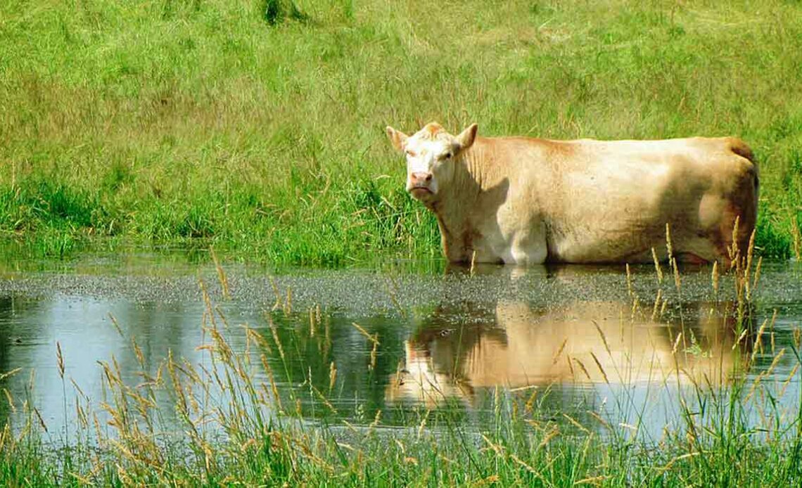 Bovino em área inundada