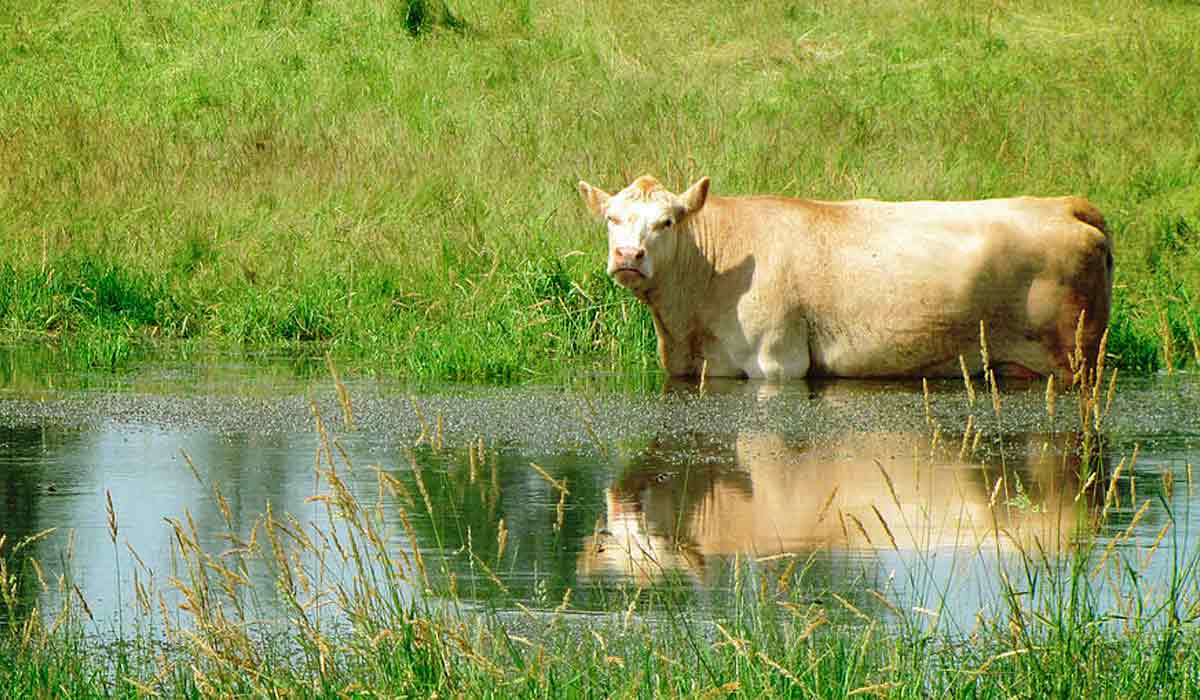 Bovino em área inundada