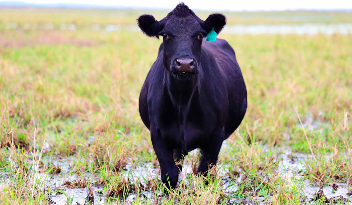 Bovino em área alagada