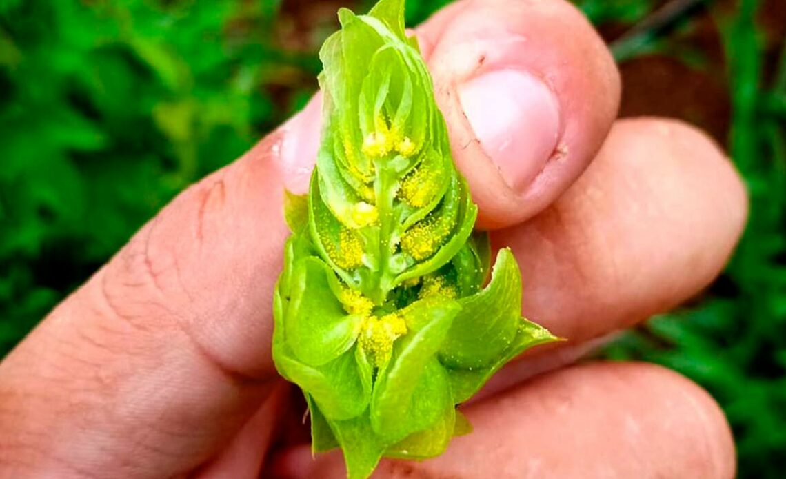 Flor de lúpulo cortada transversalmente com destaque para a lupulina