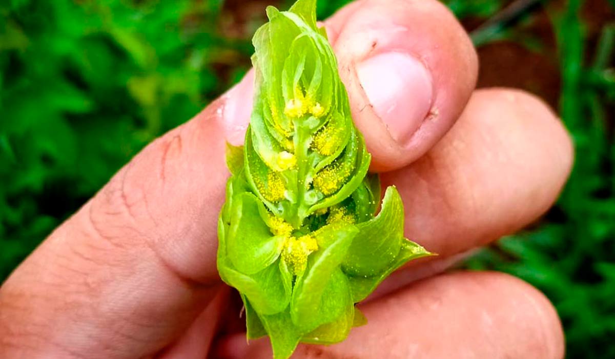 Flor de lúpulo cortada transversalmente com destaque para a lupulina