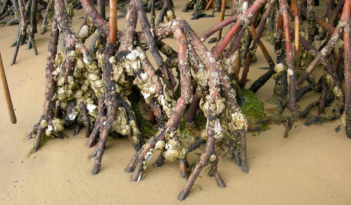Crassostrea gasar nas raízes do manguezal