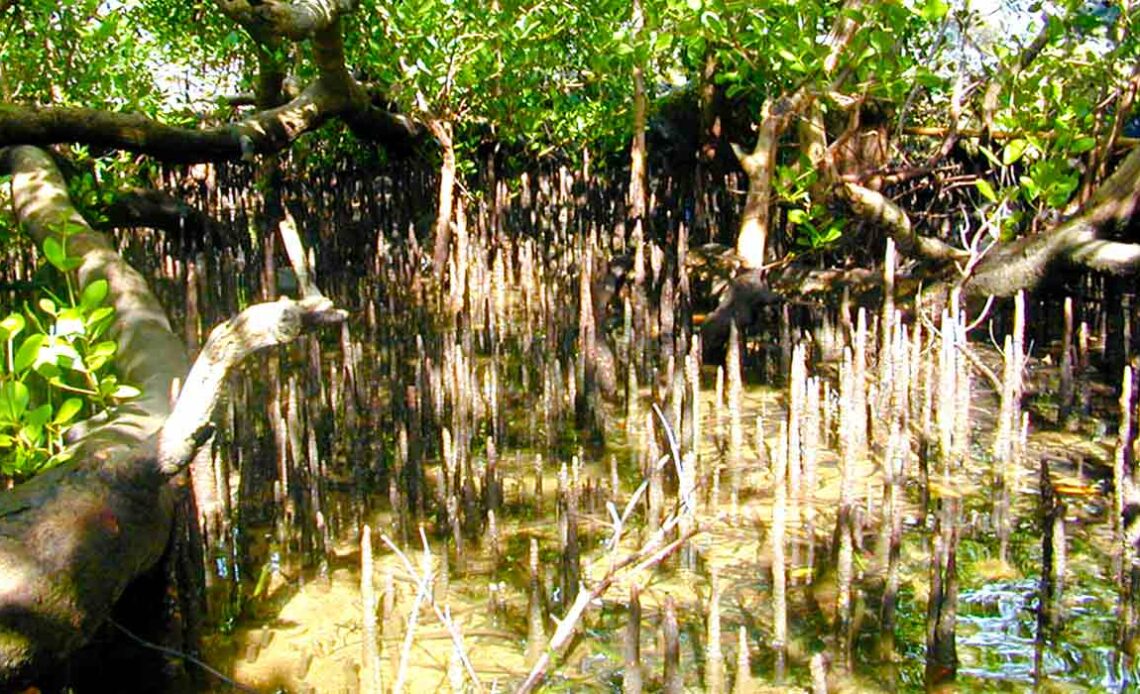 Mangue maçã (Sonneratia apetala)