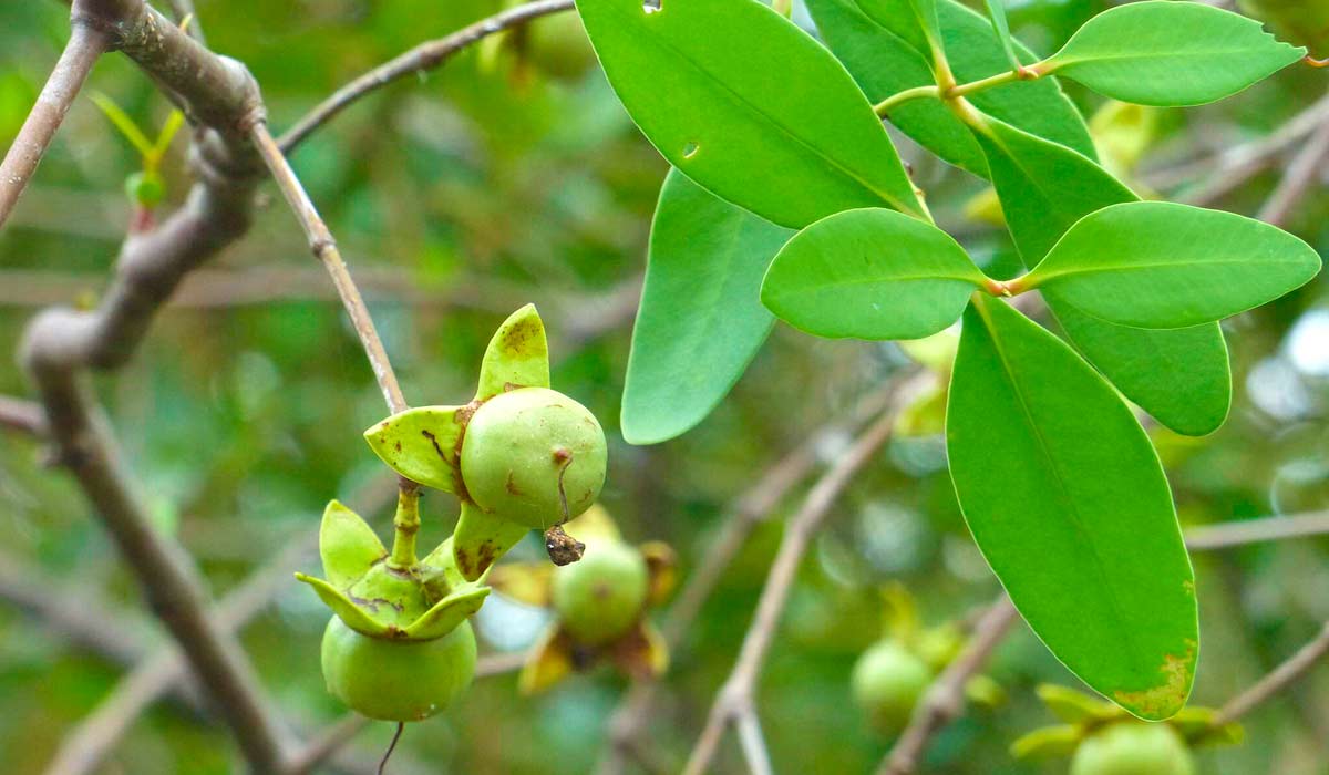 Detalhe de frutos e folhas