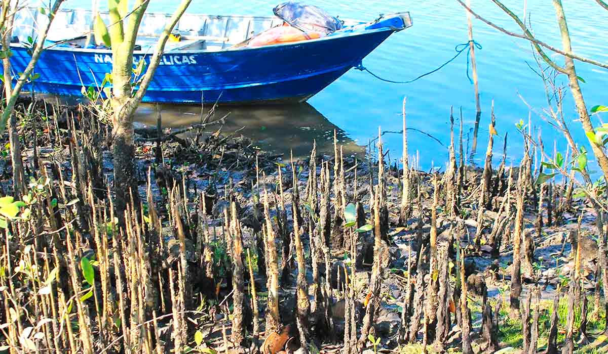 A planta encontrada pelos pesquisadores nos manguezais da Baixada Santista