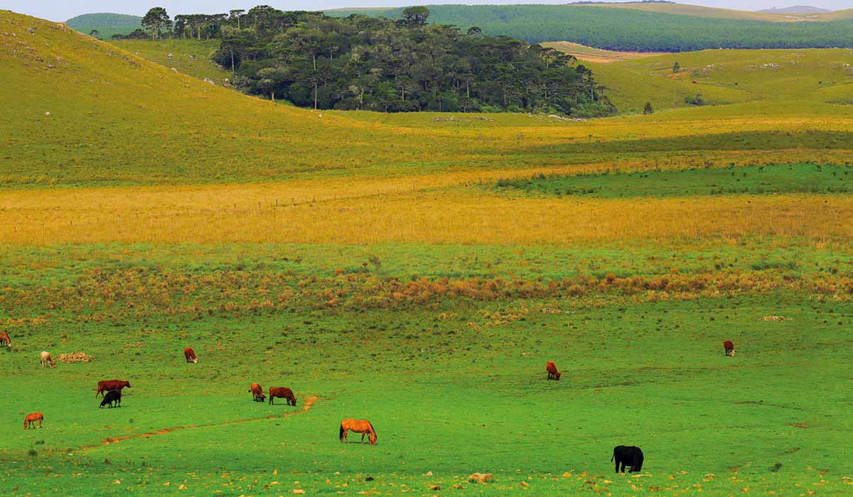 Área de Pampa no Rio Grande do Sul perto da fronteira com o Uruguai e a Argentina - Foto: agustavop/Getty Images