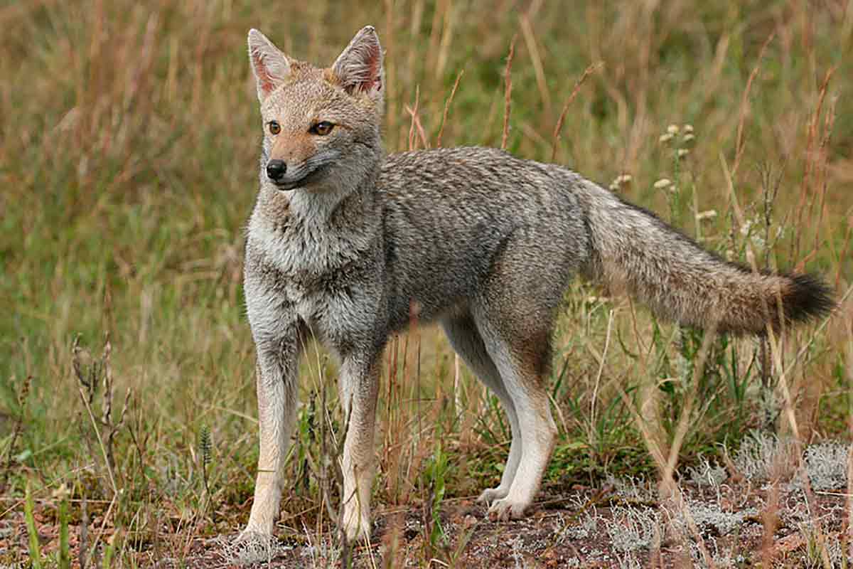 Graxaim do campo ou raposa dos pampas (Lycalopex gymnocerca)