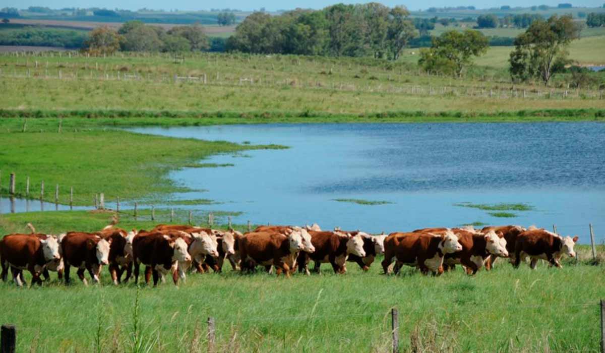 Pecuária nos pampas