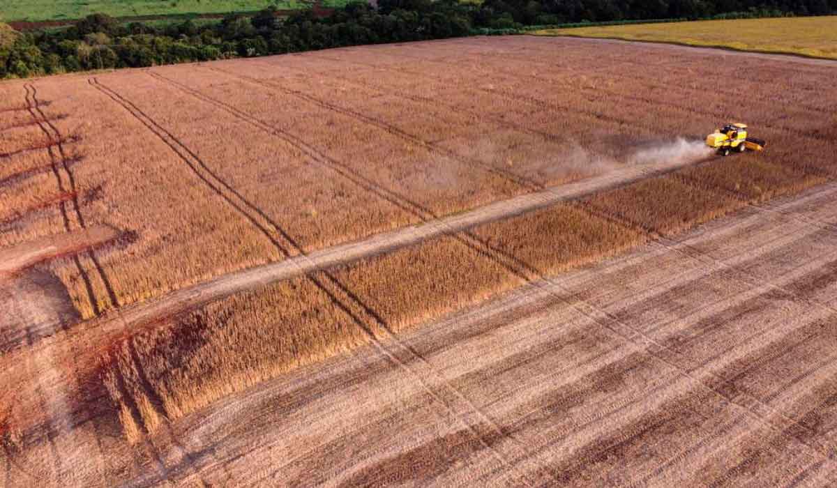 Soja avança sobre os pastos e ameaça o pampa gaúcho - Fonte: Agência O Globo