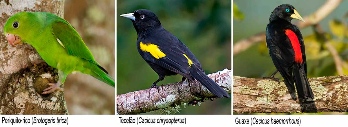 Periquito-rico (Brotogeris tirica); 
Tecelão (Cacicus chrysopterus); Guaxe (Cacicus haemorrhous)