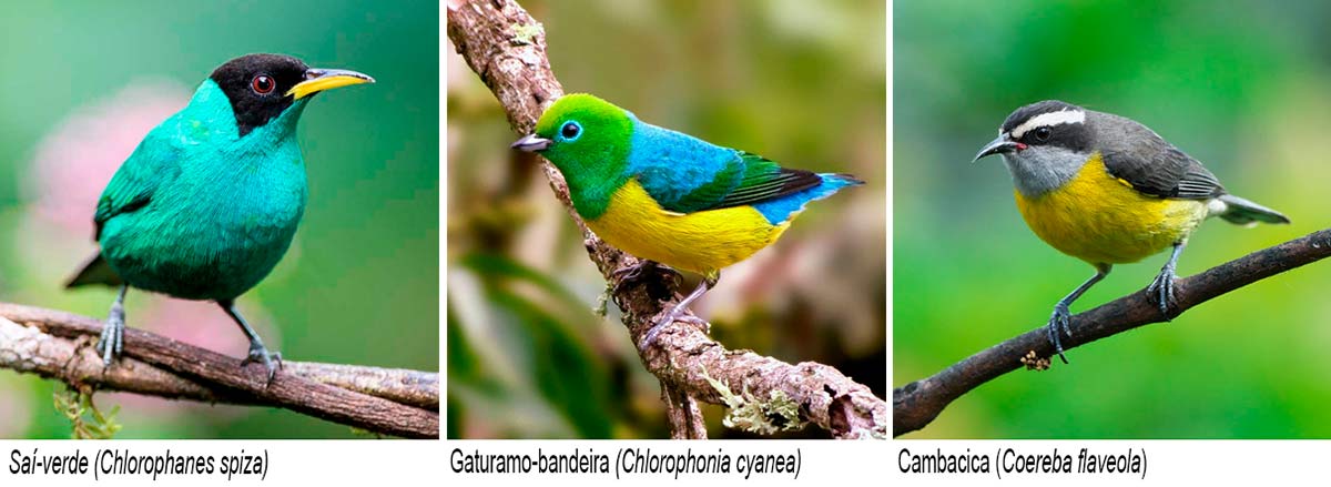 Saí-verde (Chlorophanes spiza); Gaturamo-bandeira (Chlorophonia cyanea); Cambacica (Coereba flaveola)