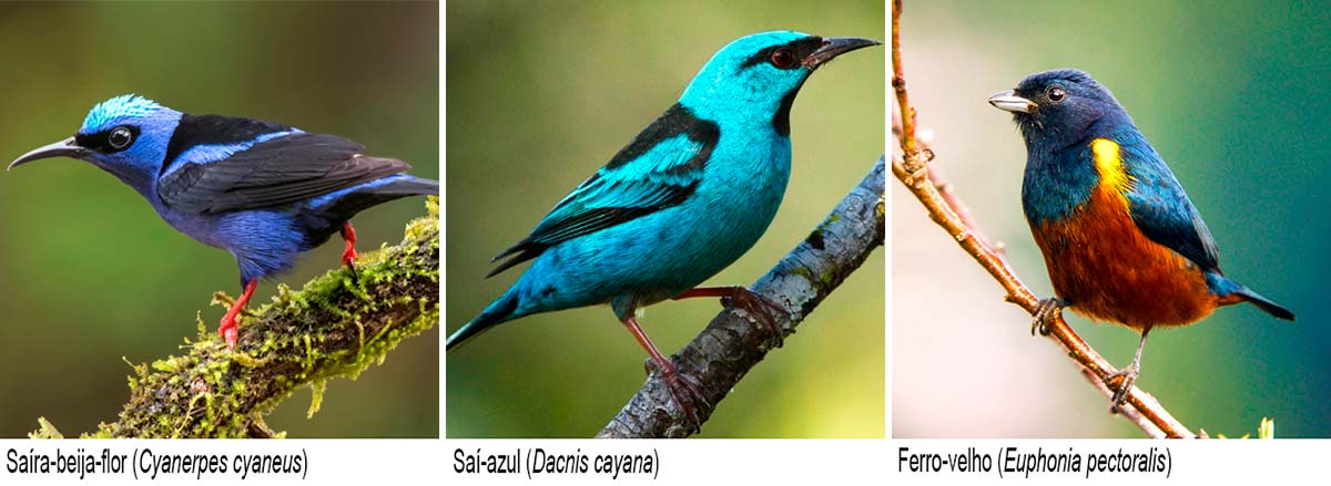 Saíra-beija-flor (Cyanerpes cyaneus); Saí-azul (Dacnis cayana); Ferro-velho (Euphonia pectoralis)