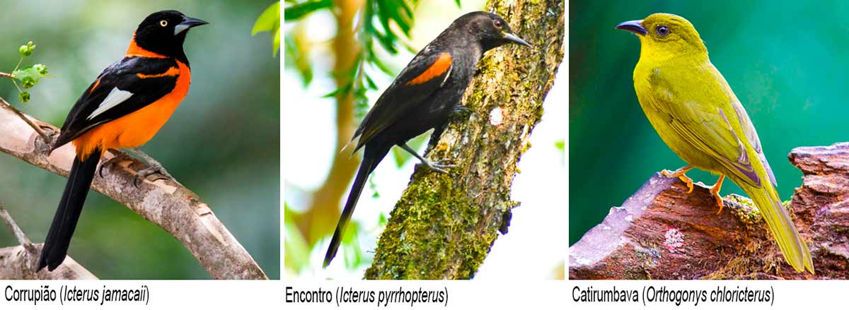 Corrupião (Icterus jamacaii); Encontro (Icterus pyrrhopterus); Catirumbava (Orthogonys chloricterus)