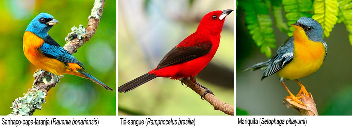 Sanhaço-papa-laranja (Rauenia bonariensis); Tiê-sangue (Ramphocelus bresilia); Mariquita (Setophaga pitiayumi)